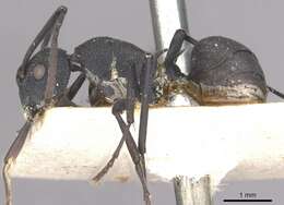 Plancia ëd Polyrhachis xanthippe Forel 1911