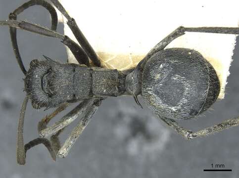 Image of Polyrhachis wellmani Forel 1909