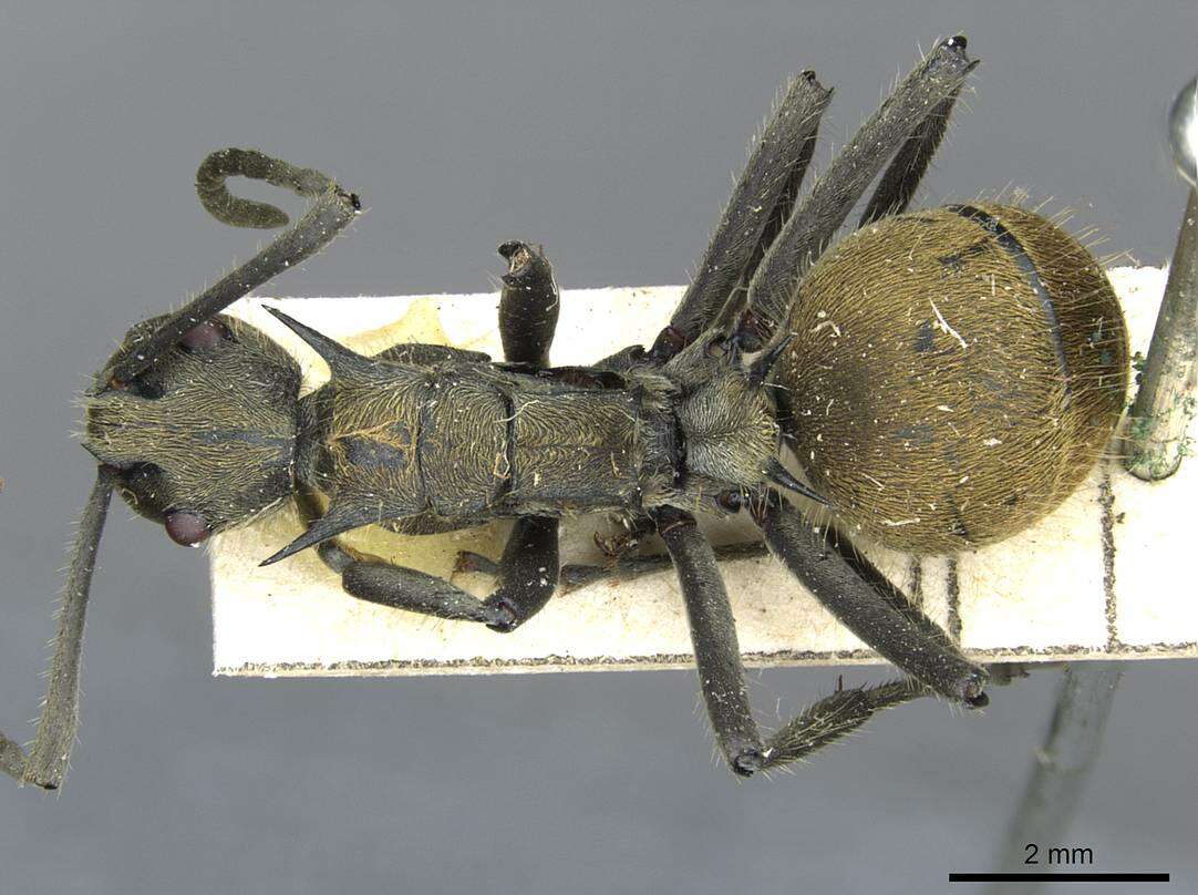 Image de <i>Polyrhachis epinotalis</i>