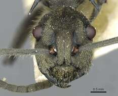 Image de <i>Polyrhachis epinotalis</i>