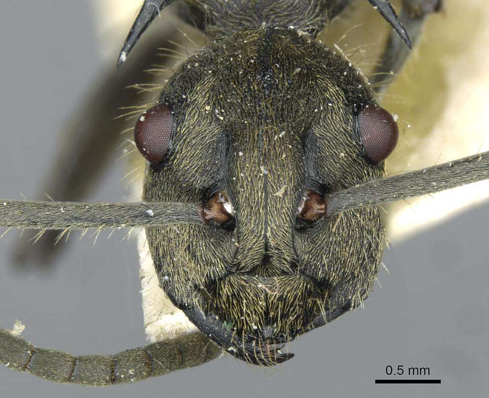 Image of <i>Polyrhachis epinotalis</i>