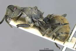 Image de <i>Polyrhachis epinotalis</i>