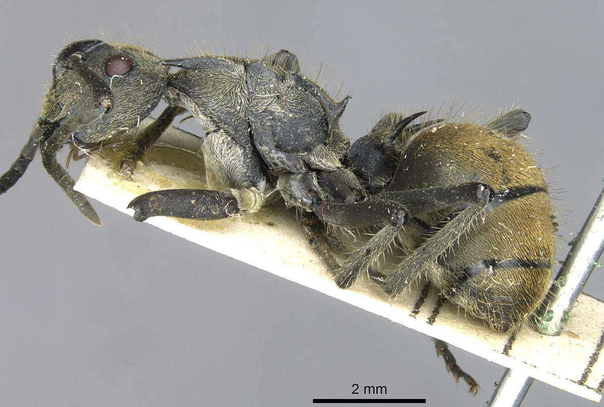 Image of <i>Polyrhachis epinotalis</i>