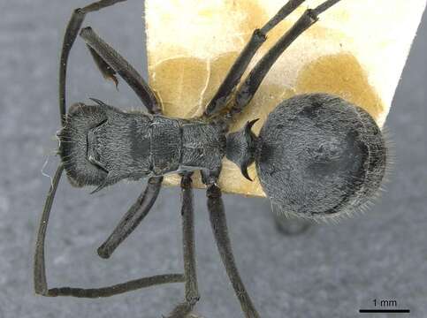 Image of Polyrhachis schistacea (Gerstaecker 1859)