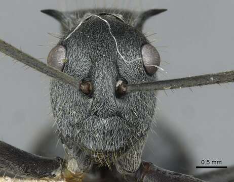 Image of Polyrhachis schistacea (Gerstaecker 1859)