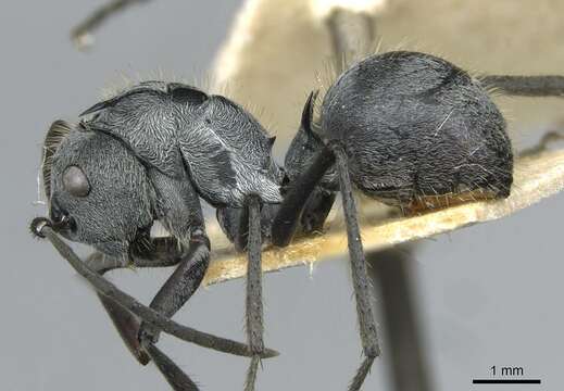 Image of Polyrhachis schistacea (Gerstaecker 1859)