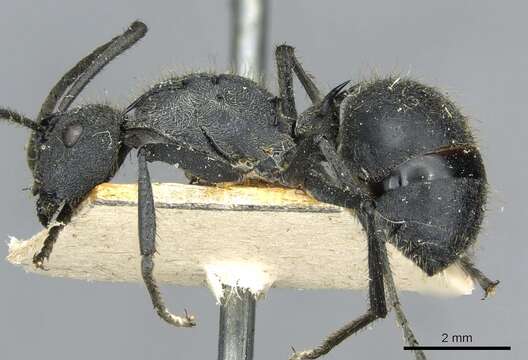 Image of Polyrhachis schistacea (Gerstaecker 1859)