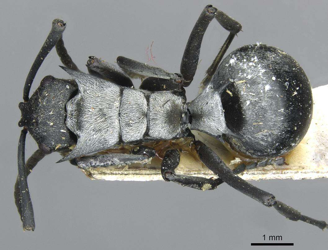 Image of Polyrhachis schlueteri Forel 1886