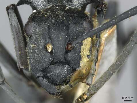 Image of Silver Spiny Sugar Ant