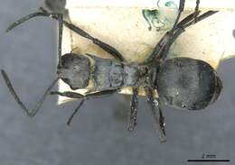 Image of Polyrhachis schlueteri Forel 1886