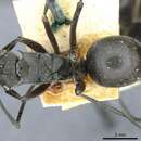 Image of Polyrhachis conops Forel 1901