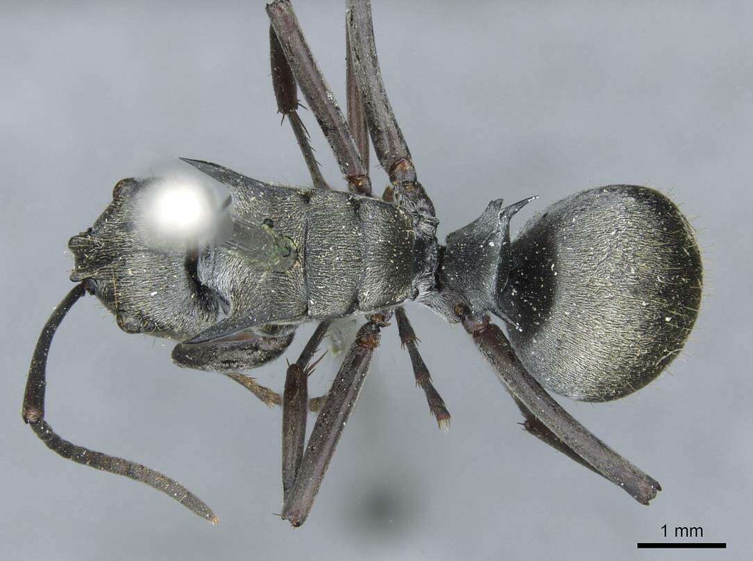 Image of Polyrhachis foreli Kohout 1989