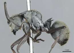 Image of Polyrhachis foreli Kohout 1989