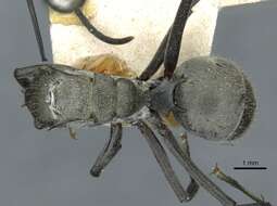 Image of Polyrhachis obliqua