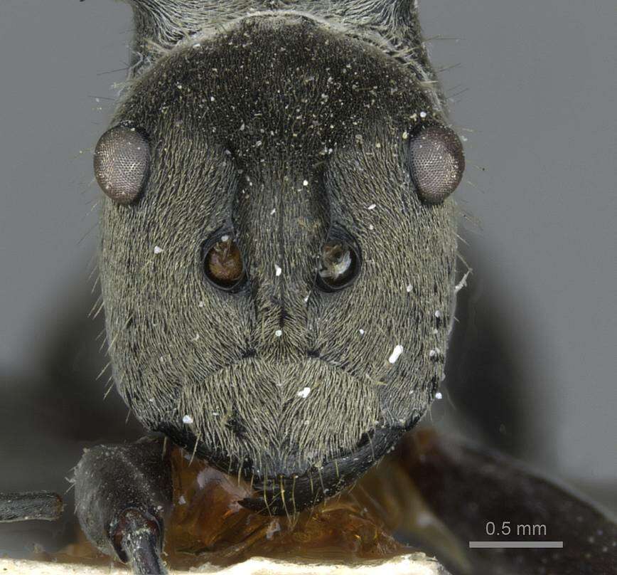 Image of Polyrhachis obliqua