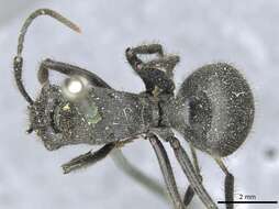 Image of Polyrhachis striatorugosa