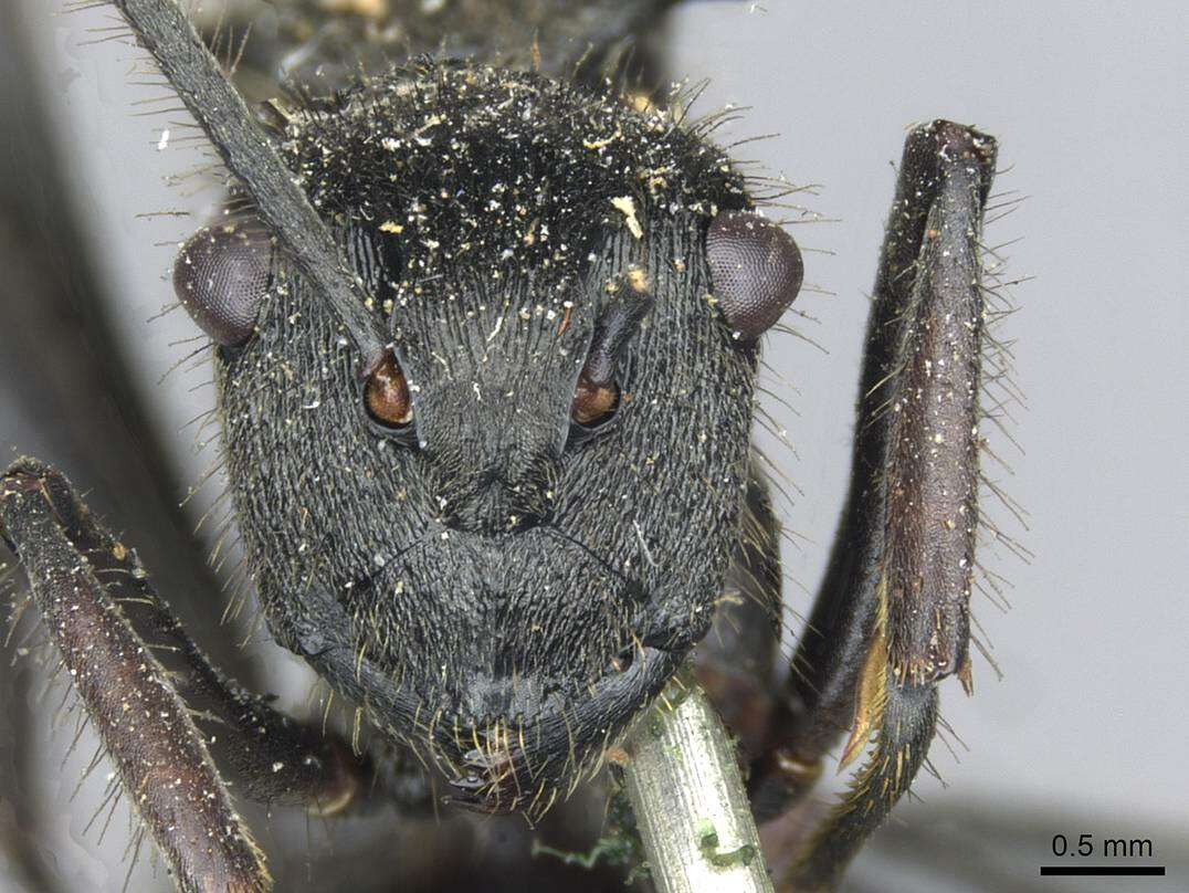 Image of Polyrhachis striatorugosa