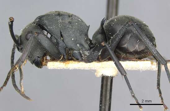 Image de Polyrhachis yerburyi Forel 1893