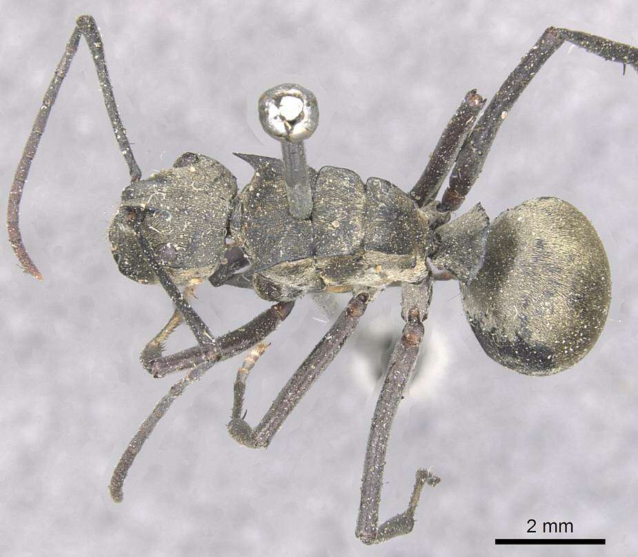 Image de Polyrhachis abrupta Mayr 1867