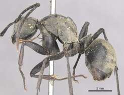 Image de Polyrhachis abrupta Mayr 1867