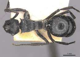 Image de Polyrhachis alluaudi Emery 1892