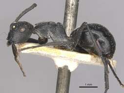 Image de Polyrhachis alluaudi Emery 1892