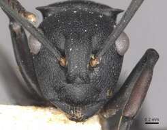 Image de Polyrhachis cubaensis Mayr 1862