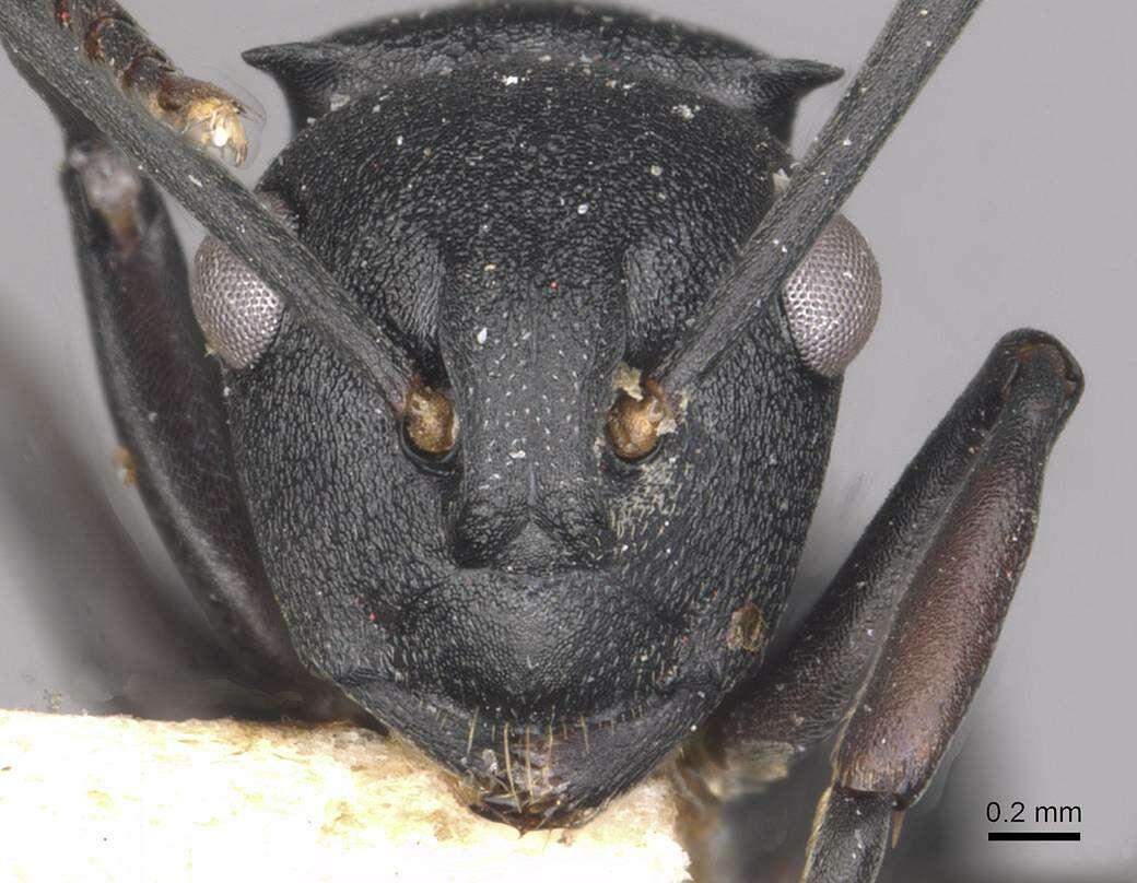 Image of Polyrhachis cubaensis Mayr 1862