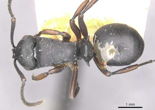 Plancia ëd Polyrhachis spinicola Forel 1894