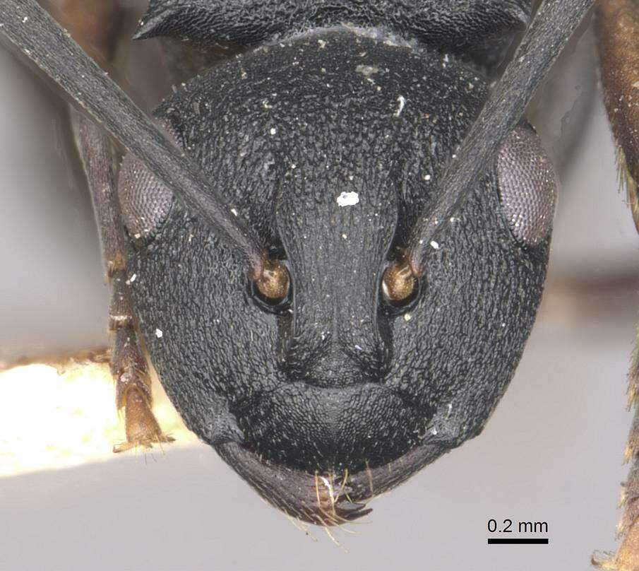 Plancia ëd Polyrhachis spinicola Forel 1894