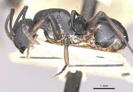 Image of Polyrhachis spinicola Forel 1894