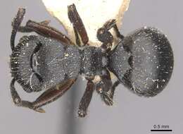 صورة Polyrhachis decemdentata Andre 1889