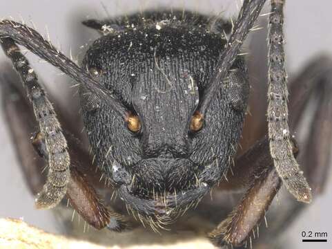 صورة Polyrhachis decemdentata Andre 1889