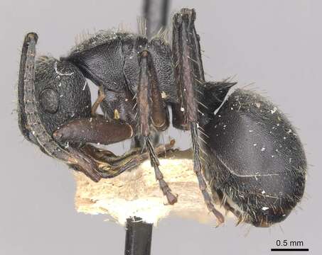 صورة Polyrhachis decemdentata Andre 1889