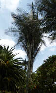 Image of wax palm