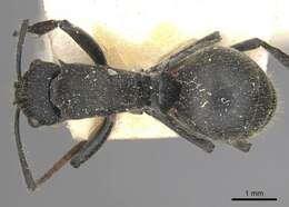 Image of Polyrhachis otleti Forel 1916