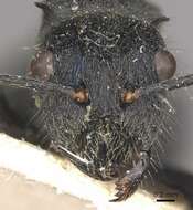 Image of Polyrhachis otleti Forel 1916