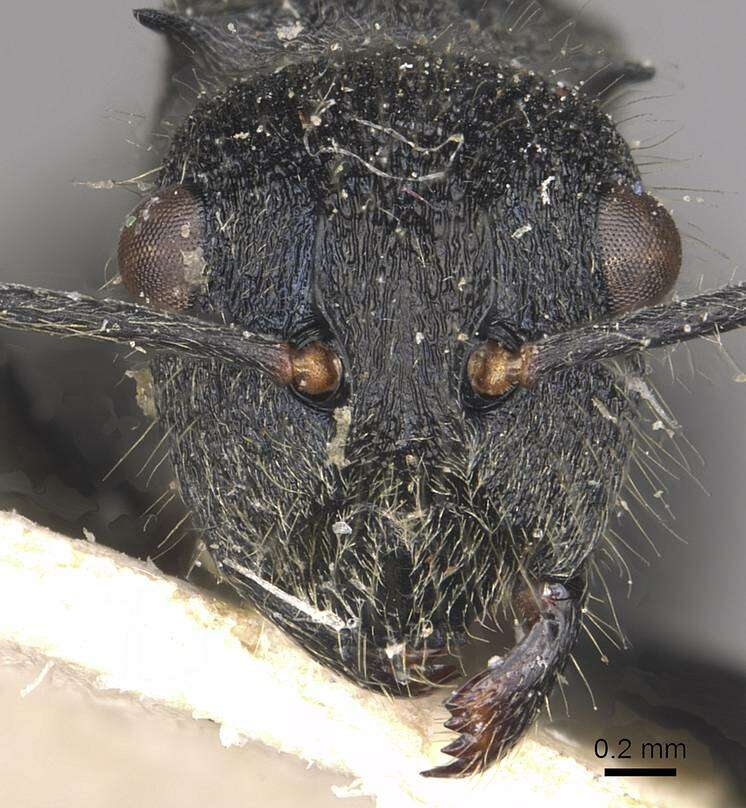 Image of Polyrhachis otleti Forel 1916