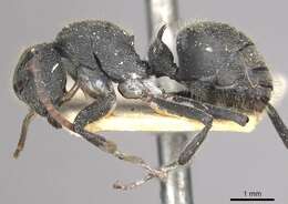 Image of Polyrhachis otleti Forel 1916
