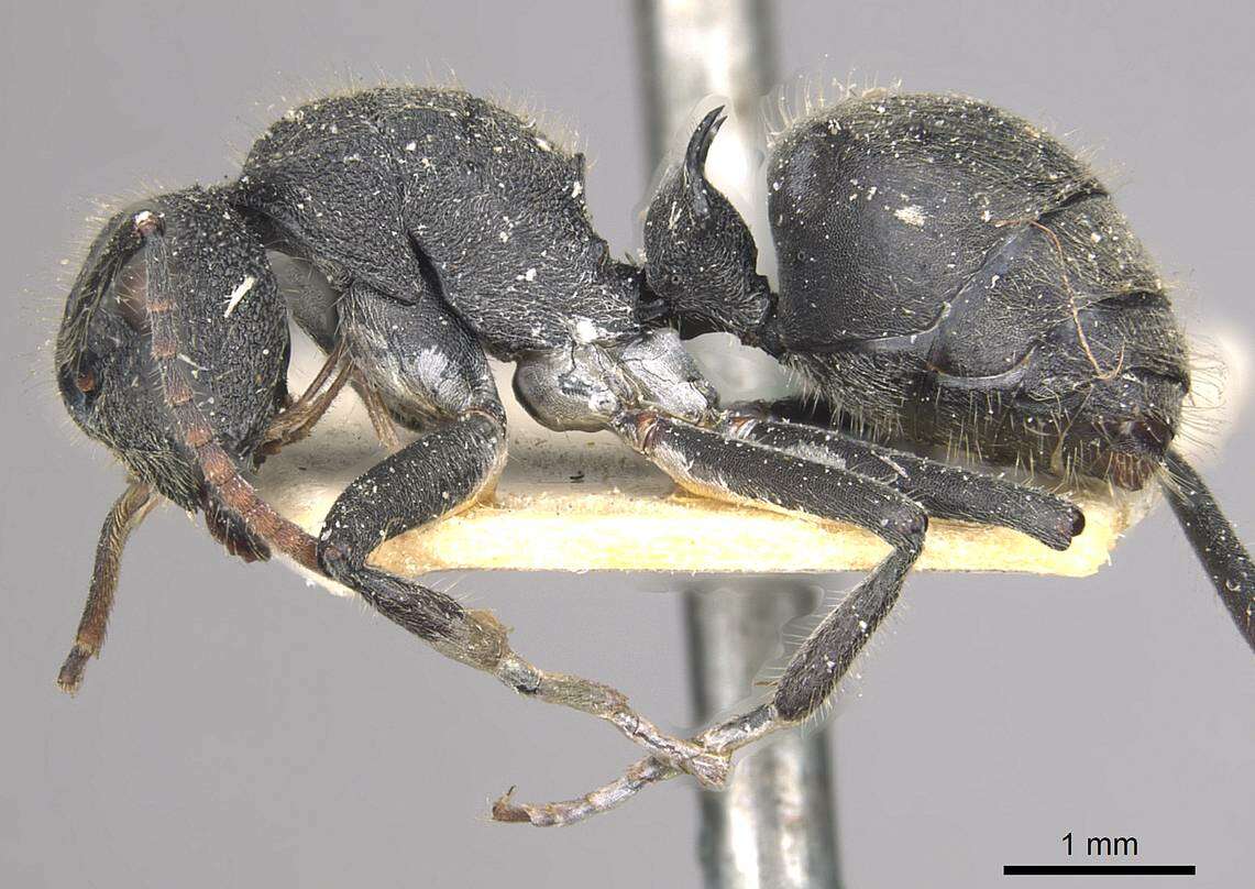 Image of Polyrhachis otleti Forel 1916