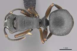 Image of Polyrhachis spinicola Forel 1894