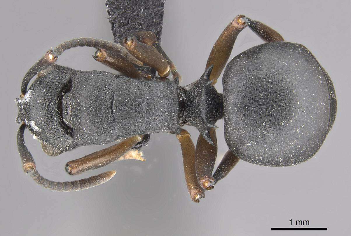 Plancia ëd Polyrhachis spinicola Forel 1894