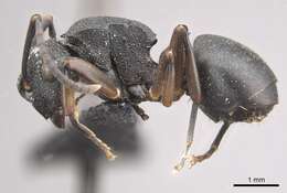 Plancia ëd Polyrhachis spinicola Forel 1894