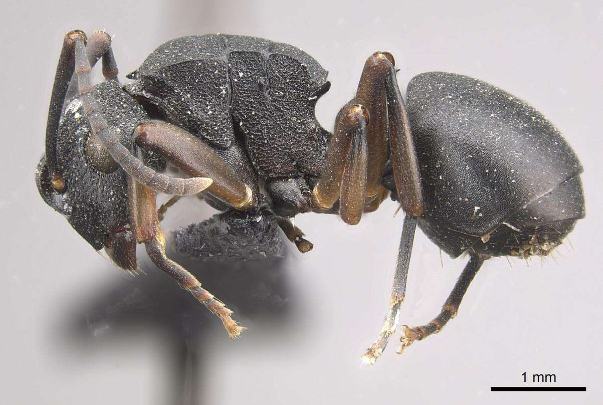 Image of Polyrhachis spinicola Forel 1894