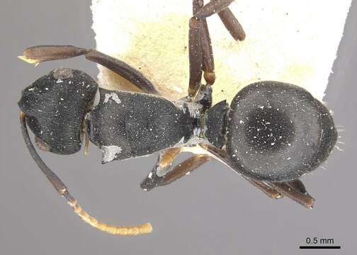 Plancia ëd Polyrhachis alexisi Forel 1916