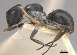 Plancia ëd Polyrhachis alexisi Forel 1916