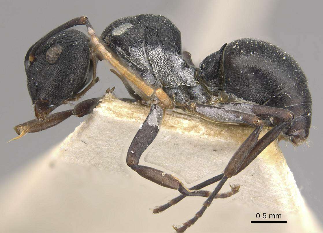 Plancia ëd Polyrhachis alexisi Forel 1916