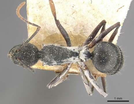 Image de Polyrhachis volkarti Forel 1916