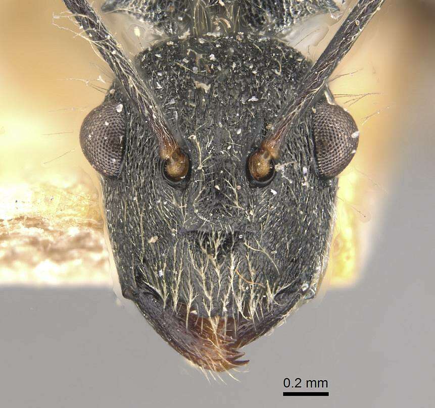 Image of Polyrhachis volkarti Forel 1916