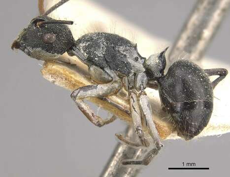 Image de Polyrhachis volkarti Forel 1916